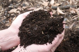 compost-mulch